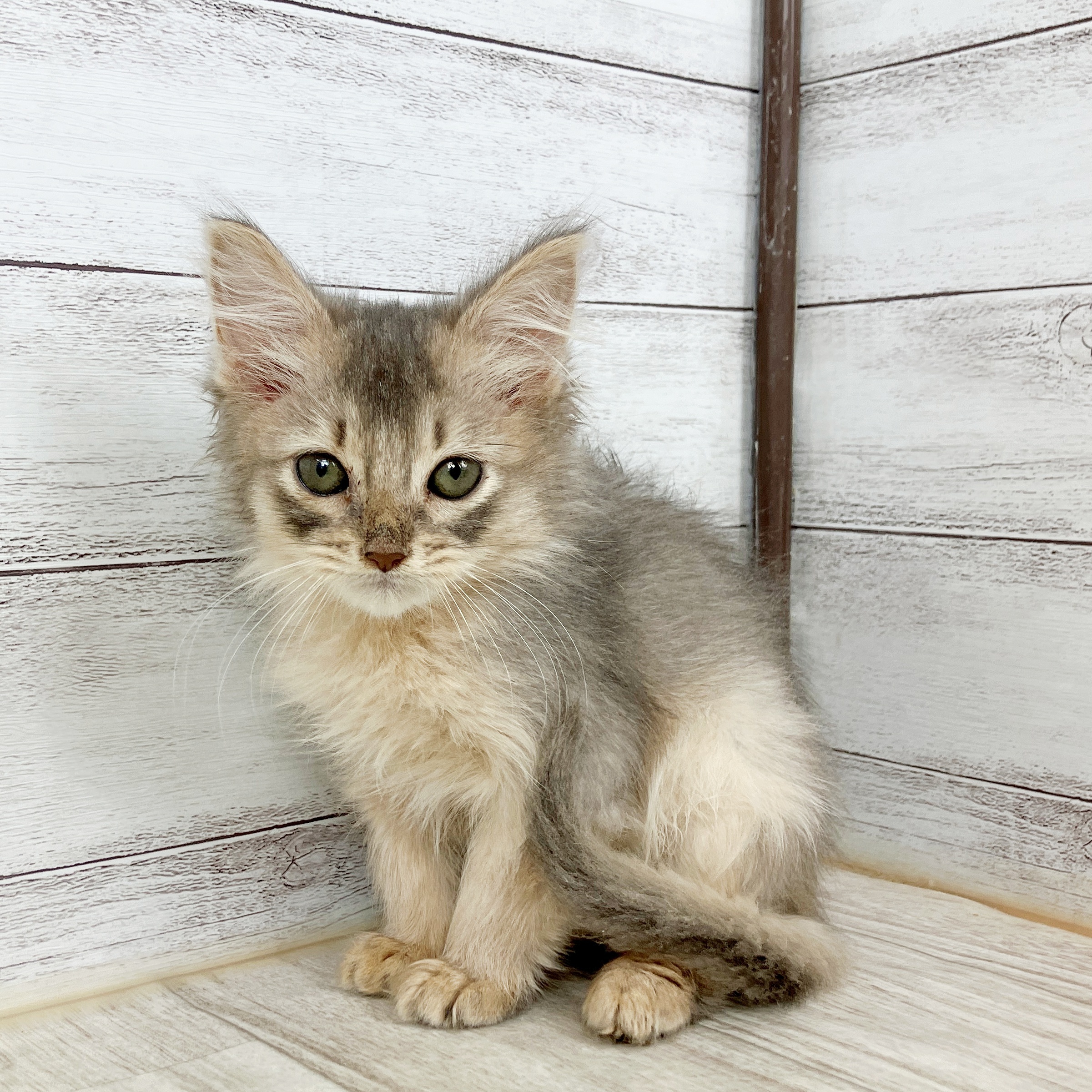 兵庫県のソマリ (犬の家＆猫の里ゆめタウン姫路店/2025年9月27日生まれ/男の子/ブルー)の子猫