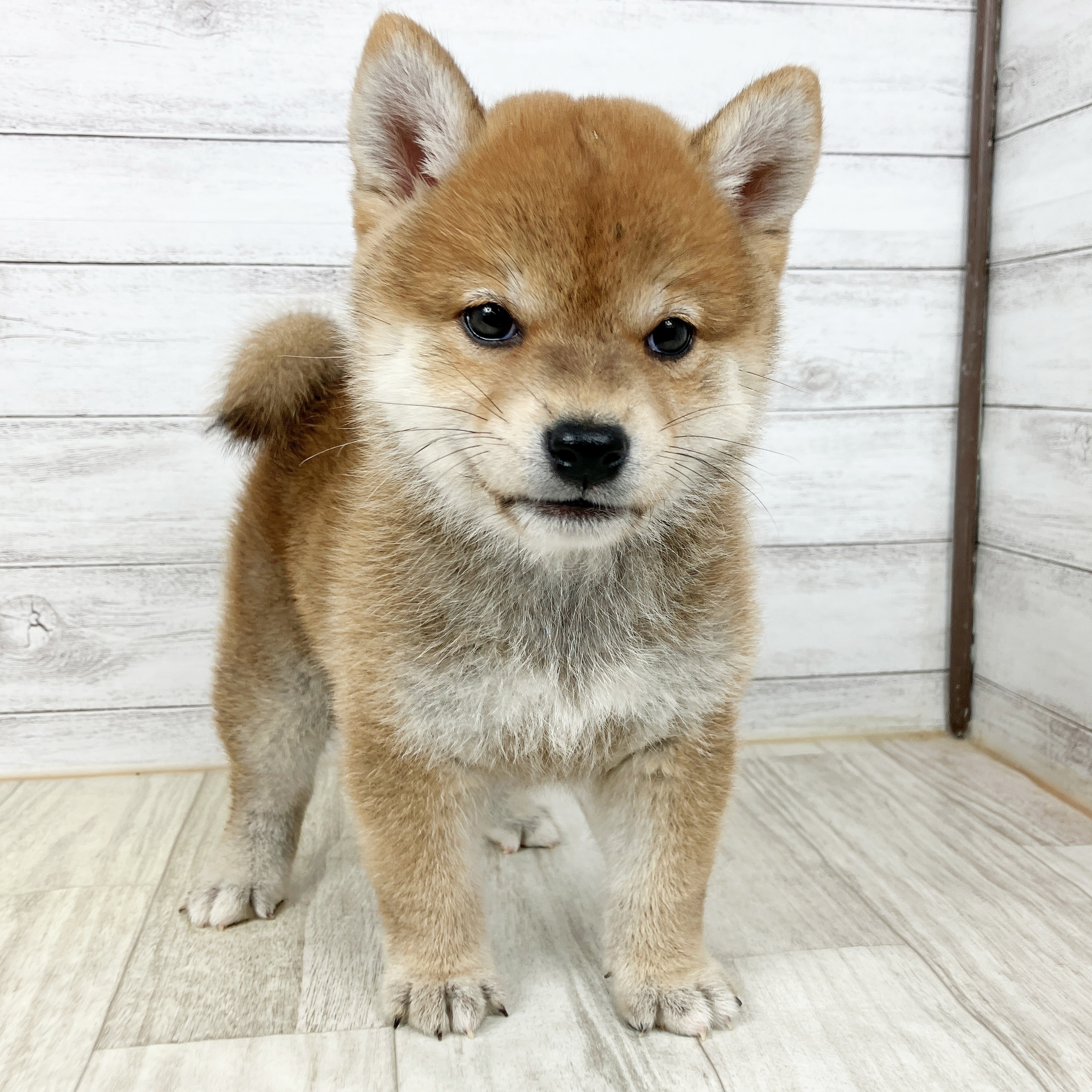 大阪府の柴犬(標準サイズ) (犬の家＆猫の里そよら東岸和田店/2025年9月20日生まれ/女の子/赤)の子犬