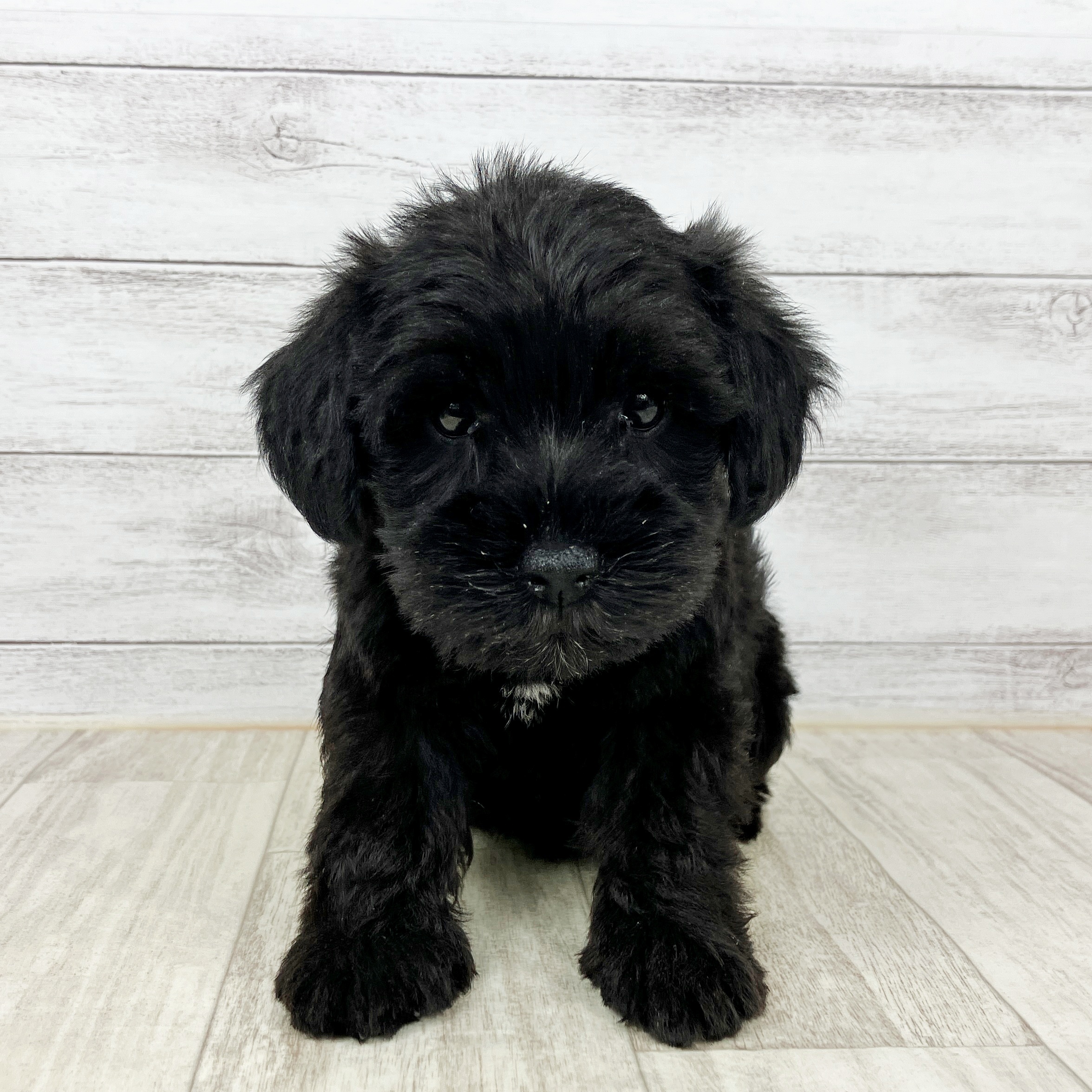 岡山県のミニチュアシュナウザー (犬の家＆猫の里岡山店/2025年9月25日生まれ/女の子/ブラック)の子犬の4枚目の画像