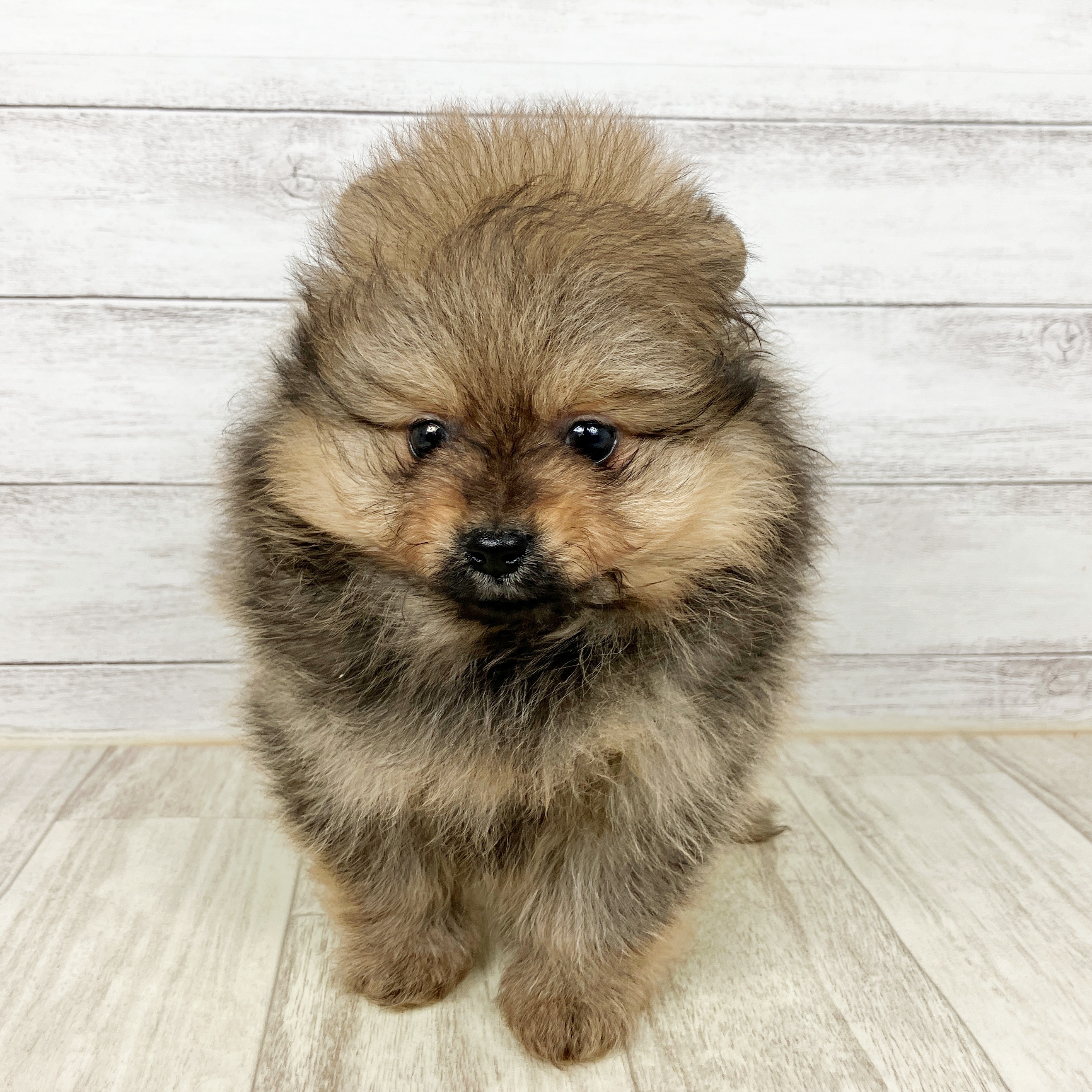 兵庫県のポメラニアン (犬の家＆猫の里尼崎店/2025年9月28日生まれ/男の子/オレンジ)の子犬の2枚目の画像