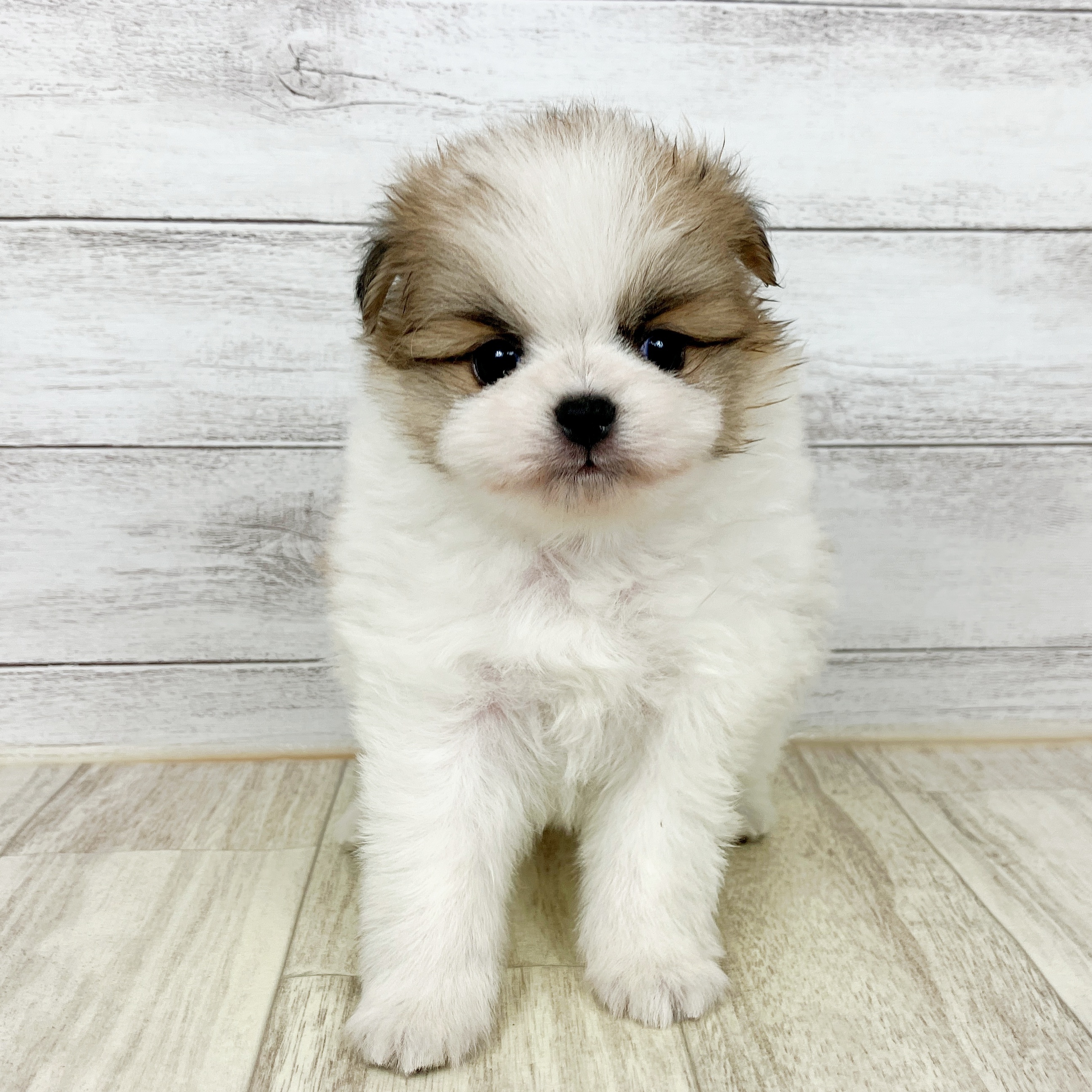 岡山県のハーフ犬・ミックス犬 (犬の家＆猫の里倉敷店/2025年9月27日生まれ/男の子/パーティーカラー)の子犬