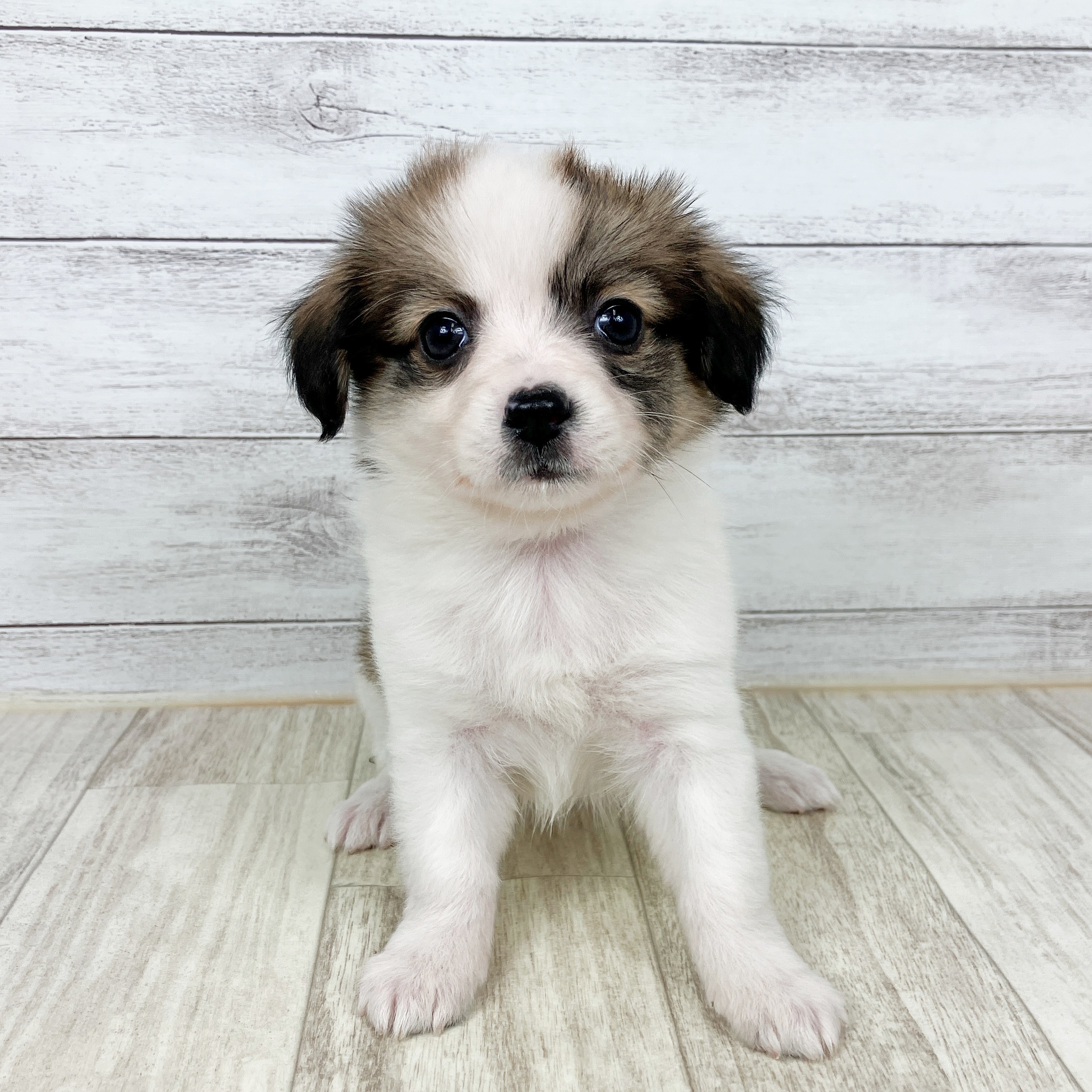 兵庫県のパピチー/チワパピ(パピヨン×チワワ) (犬の家＆猫の里ニッケパークタウン加古川店/2025年9月28日生まれ/女の子/ホワイトレッド)の子犬の2枚目の画像