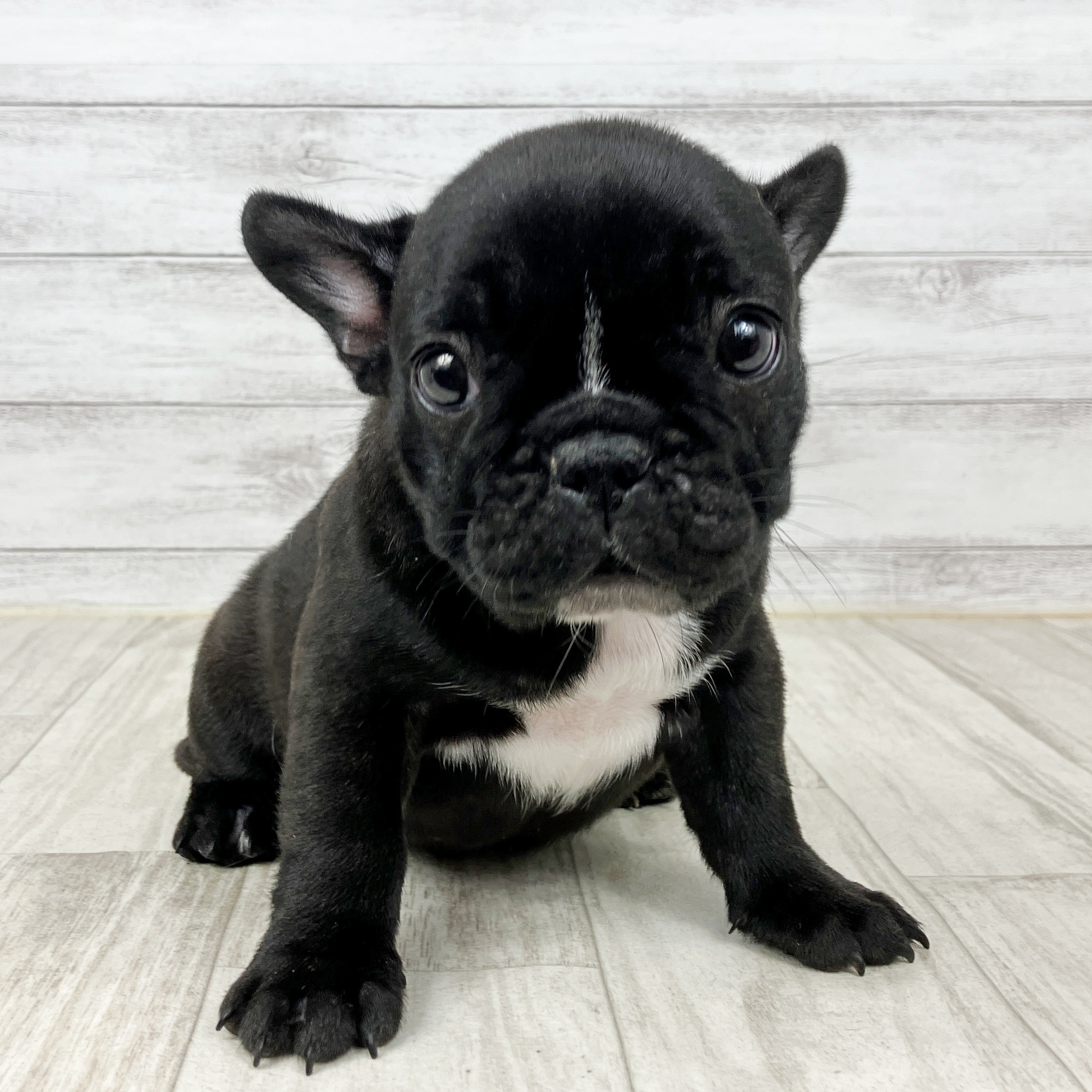 フレンチブルドッグ女の子の写真