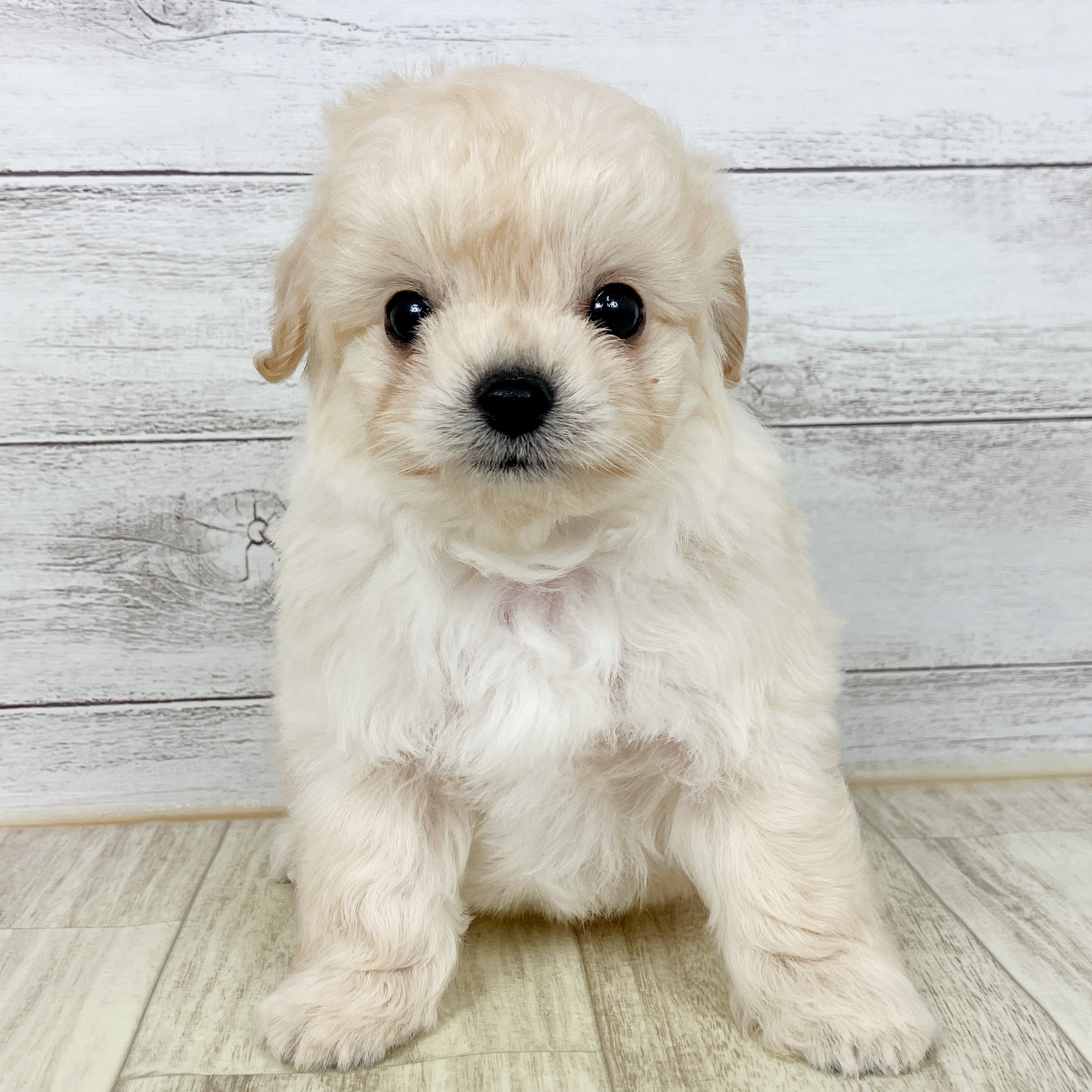 福岡県のチワプー/プーチー(チワワ×プードル) (犬の家＆猫の里トリアス久山店/2025年9月28日生まれ/男の子/クリーム)の子犬