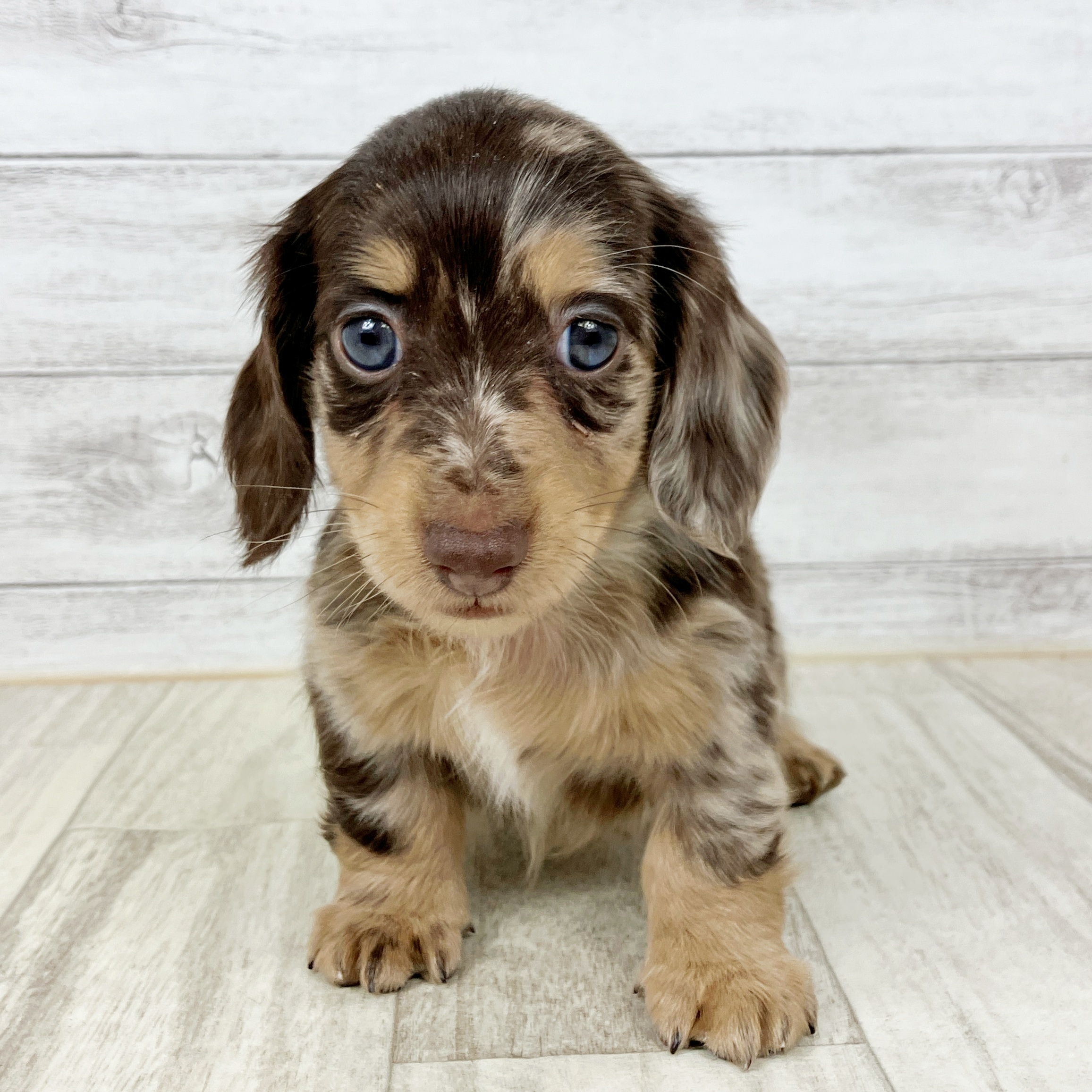 兵庫県のミニチュアダックスフンド(ロング) (犬の家＆猫の里ニッケパークタウン加古川店/2025年9月25日生まれ/男の子/チョコレートダップル)の子犬の2枚目の画像