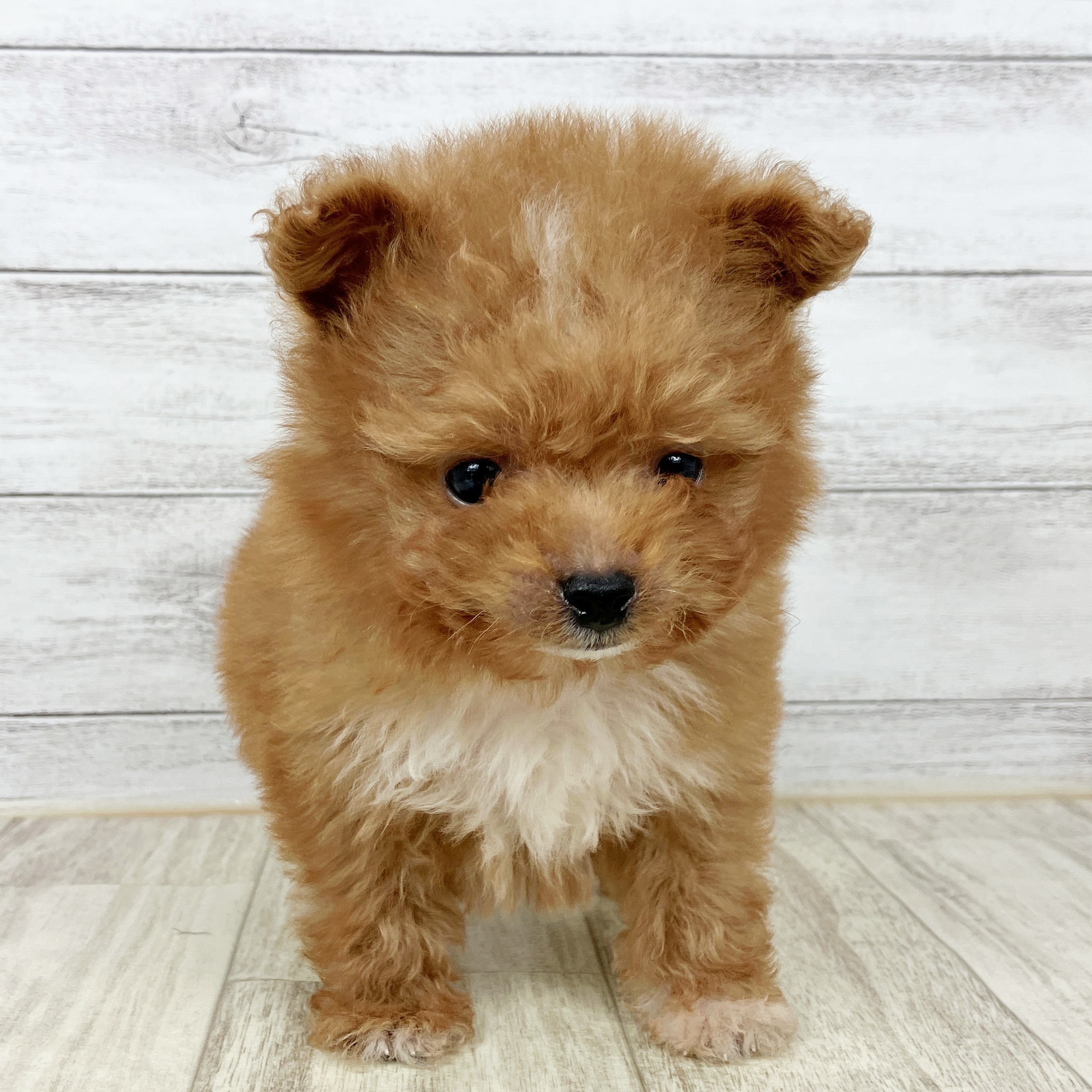 福岡県のポメプー(ポメラニアン×プードル) (犬の家＆猫の里シュロアモール筑紫野店/2025年9月23日生まれ/男の子/オレンジ)の子犬の1枚目の画像