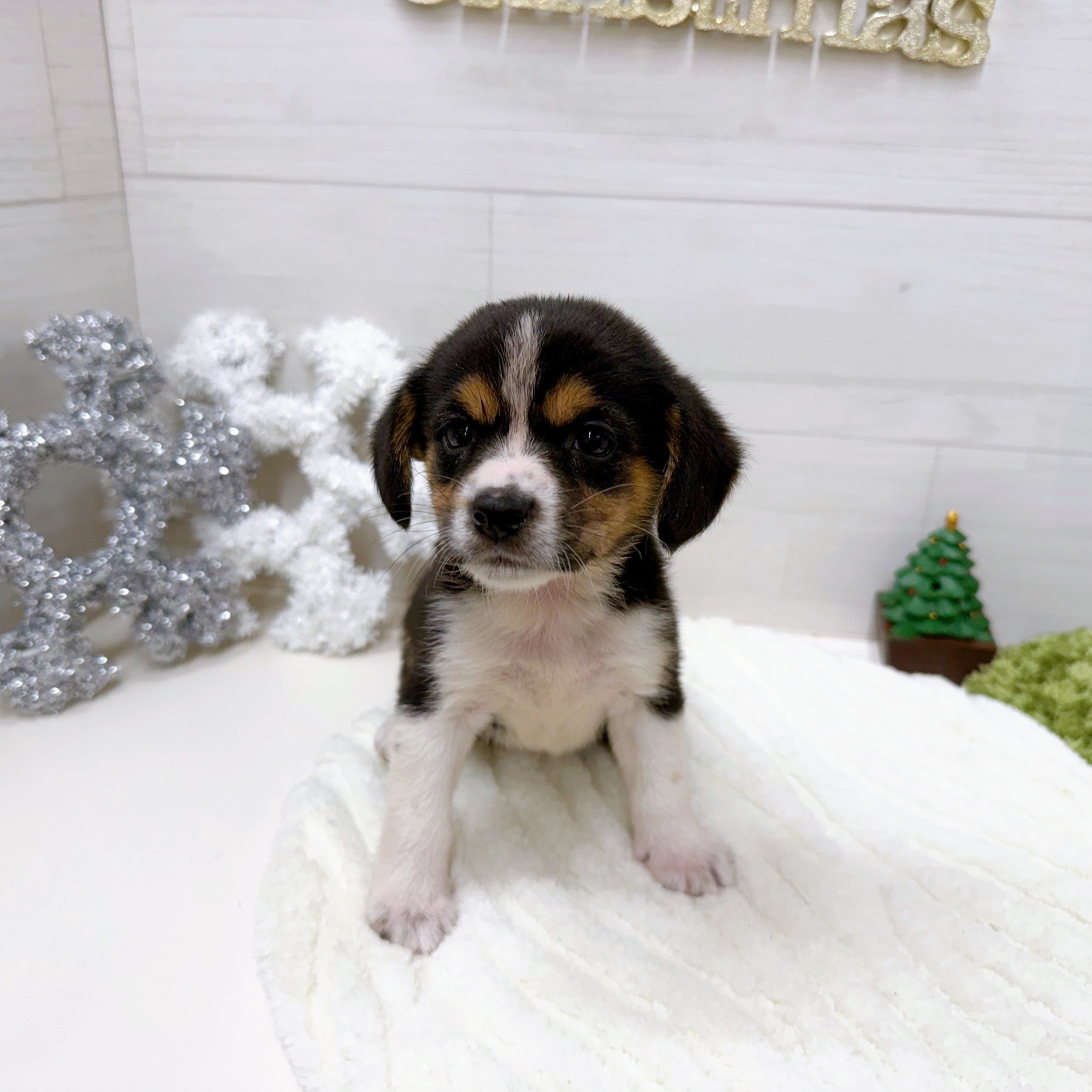 石川県の柴ビー(柴×ビーグル) (犬の家＆猫の里アミーゴ金沢おこばた店/2025年9月26日生まれ/女の子/ハウンドカラー)の子犬の1枚目の画像