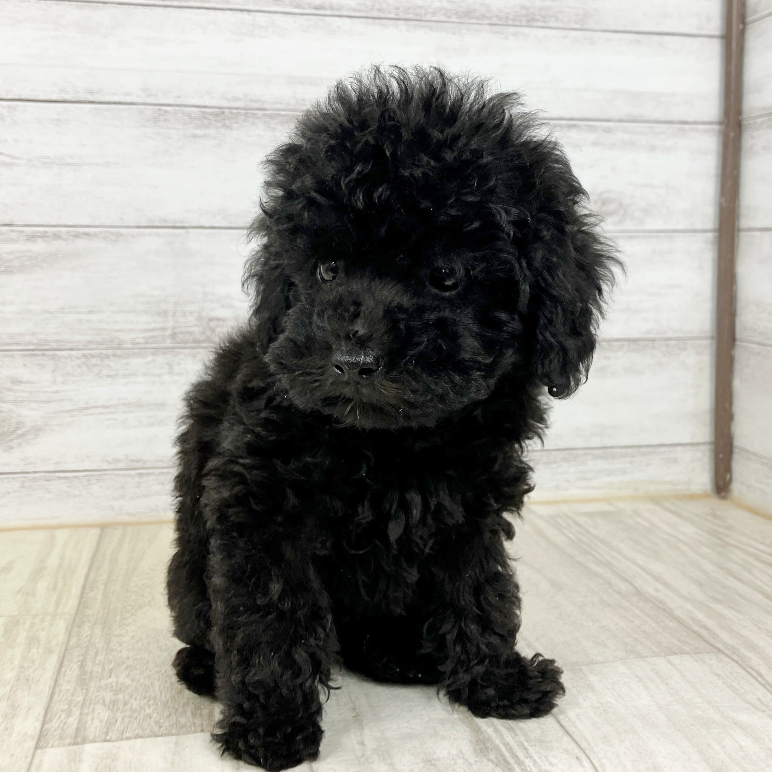 トイプードル男の子の写真