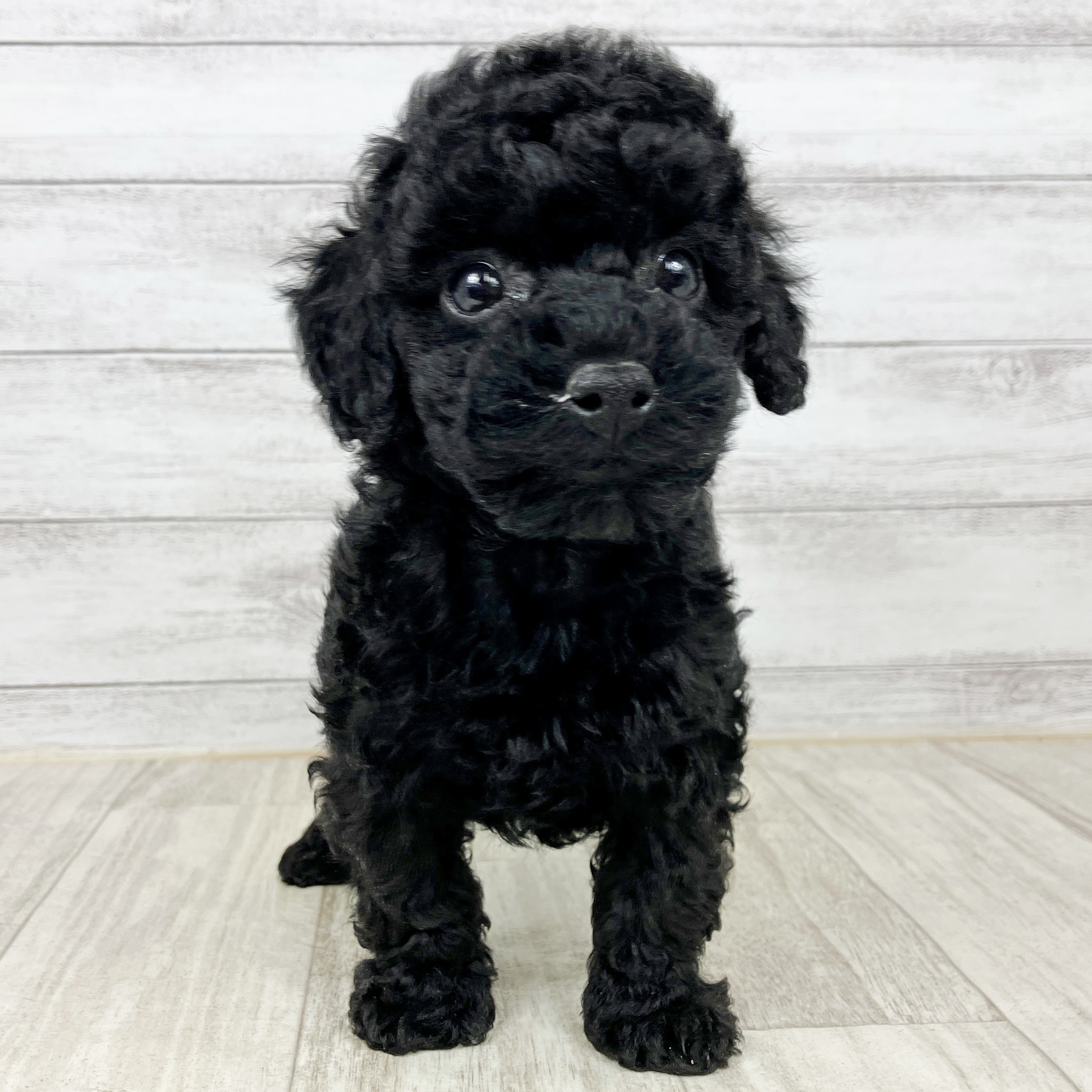 兵庫県のトイプードル(トイ) (犬の家＆猫の里神戸店/2025年9月28日生まれ/女の子/ブラック)の子犬