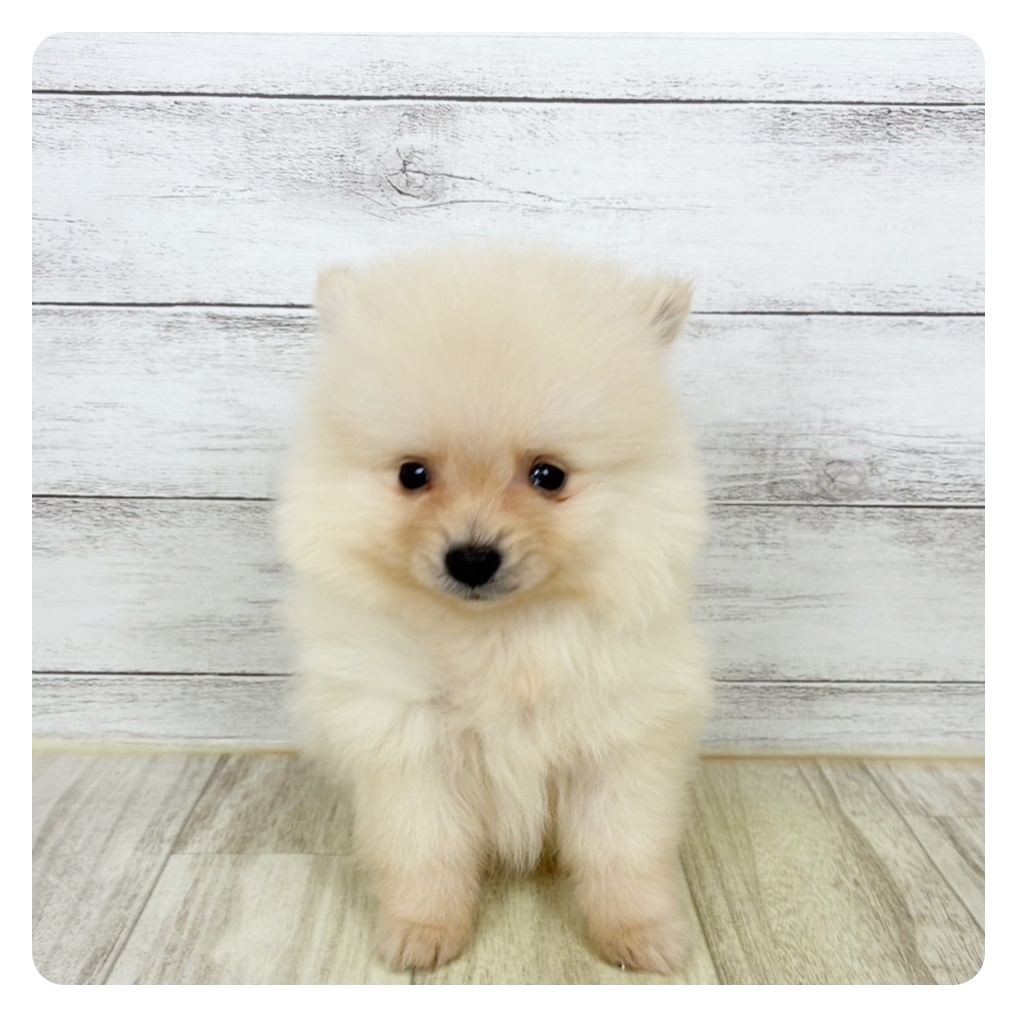 富山県のポメラニアン (犬の家＆猫の里アミーゴ高岡蓮花寺店/2025年9月24日生まれ/男の子/クリーム)の子犬