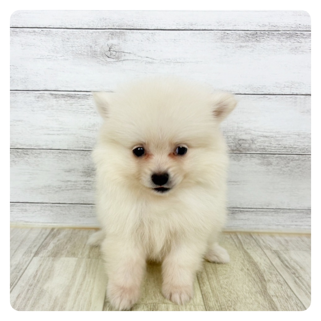 兵庫県のポメラニアン (犬の家＆猫の里尼崎店/2025年9月24日生まれ/女の子/クリーム)の子犬の2枚目の画像