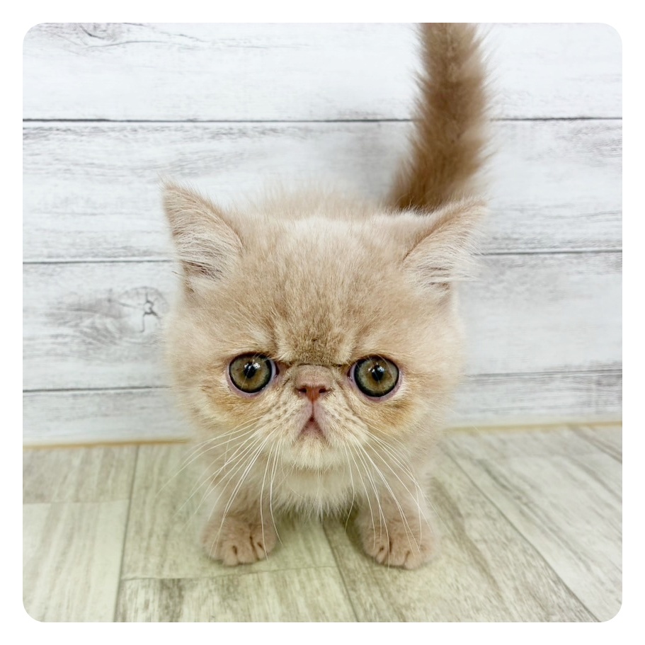 大阪府のエキゾチック (犬の家＆猫の里そよら東岸和田店/2025年9月25日生まれ/男の子/クリーム)の子猫