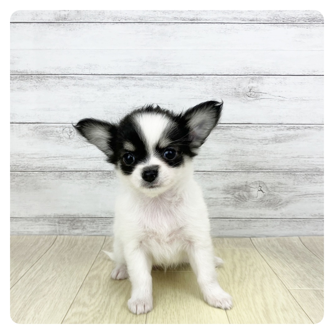 岐阜県のチワワ(ロング) (犬の家＆猫の里中津川店/2025年9月28日生まれ/女の子/ブラックタンホワイト)の子犬