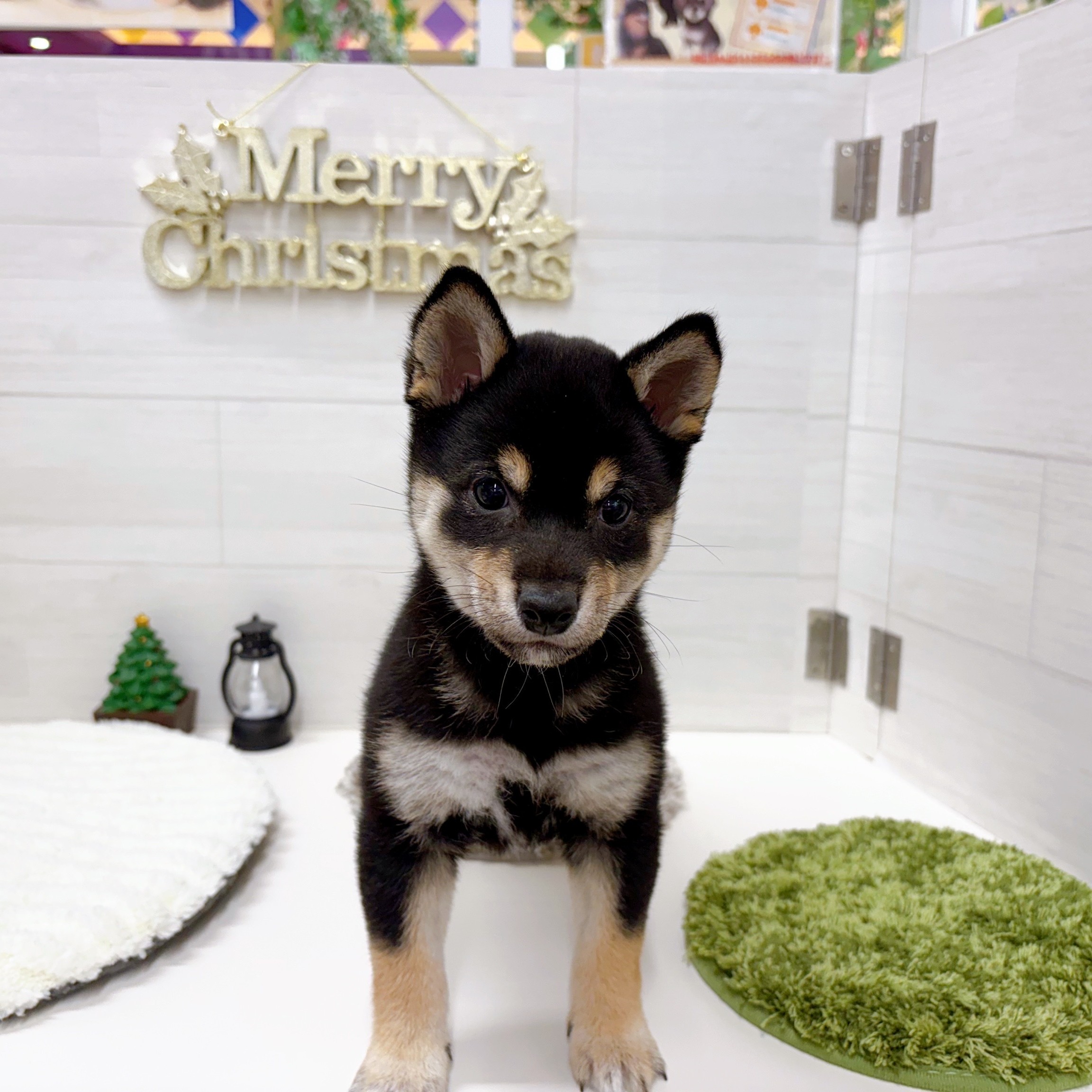 石川県の豆柴 (犬の家＆猫の里アミーゴ金沢おこばた店/2025年9月28日生まれ/女の子/黒)の子犬の1枚目の画像