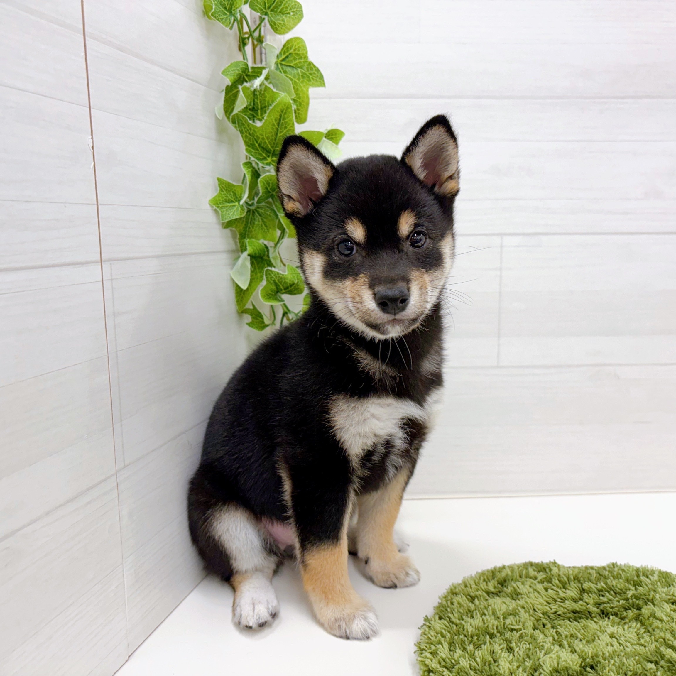 豆柴女の子の写真