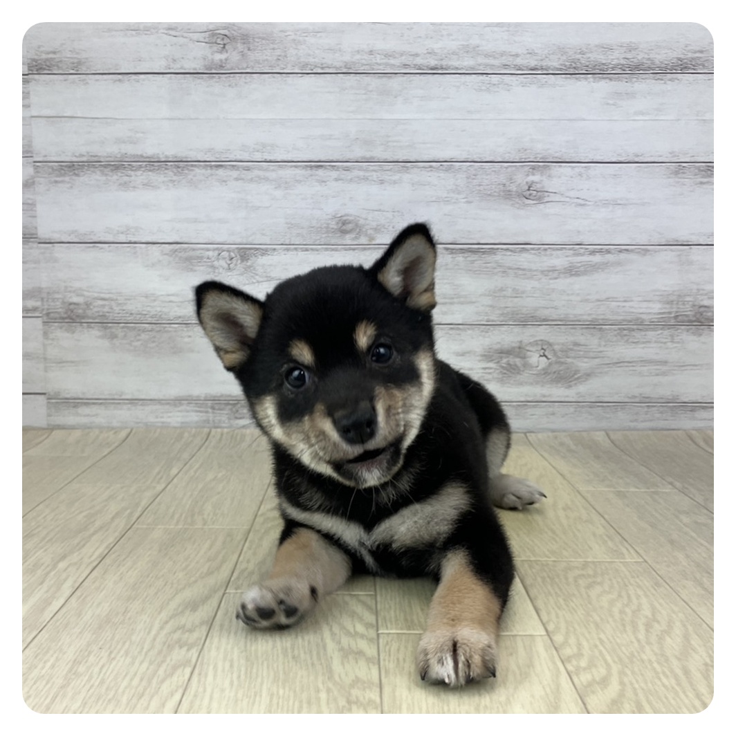 石川県の豆柴 (犬の家＆猫の里アミーゴ金沢おこばた店/2025年9月28日生まれ/女の子/黒)の子犬