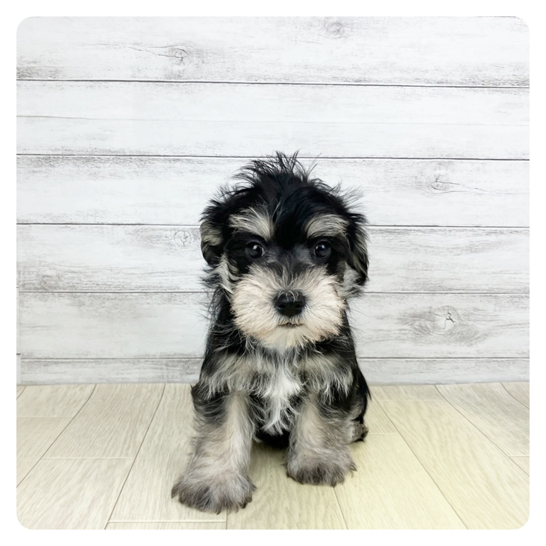 愛知県のシュナマル/マルシュナ(シュナウザー×マルチーズ) (犬の家＆猫の里岡崎店/2025年9月27日生まれ/男の子/ブラックシルバー)の子犬の4枚目の画像