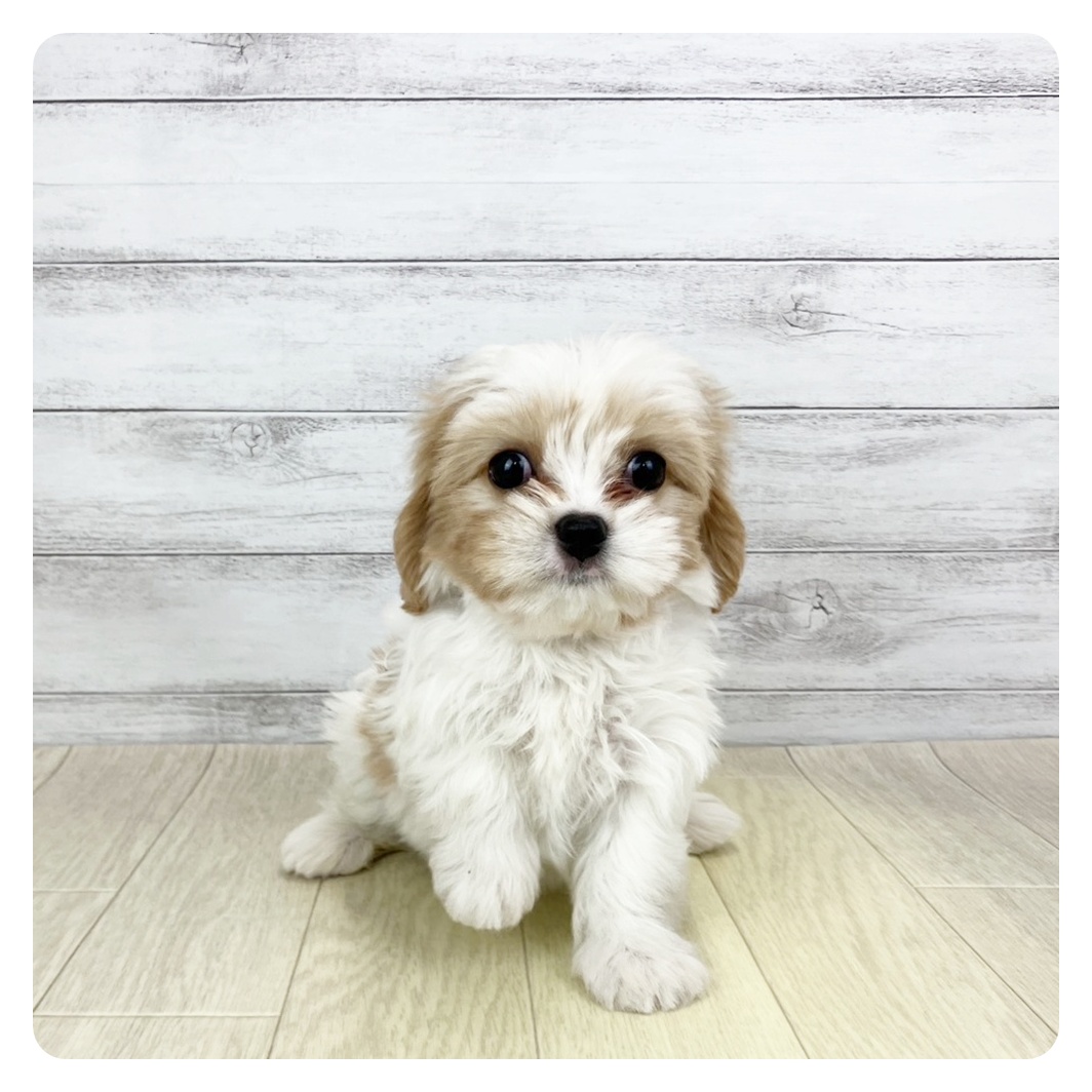 愛知県のマルキャバ/キャバチーズ(マルチーズ×キャバリア) (犬の家＆猫の里岡崎店/2025年9月24日生まれ/女の子/ホワイトクリーム)の子犬の4枚目の画像
