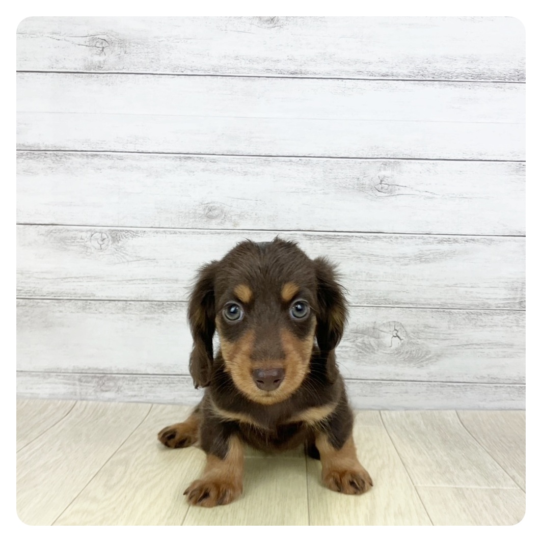 石川県のミニチュアダックスフンド(ロング) (犬の家＆猫の里アミーゴ金沢おこばた店/2025年9月26日生まれ/女の子/チョコレートタン)の子犬