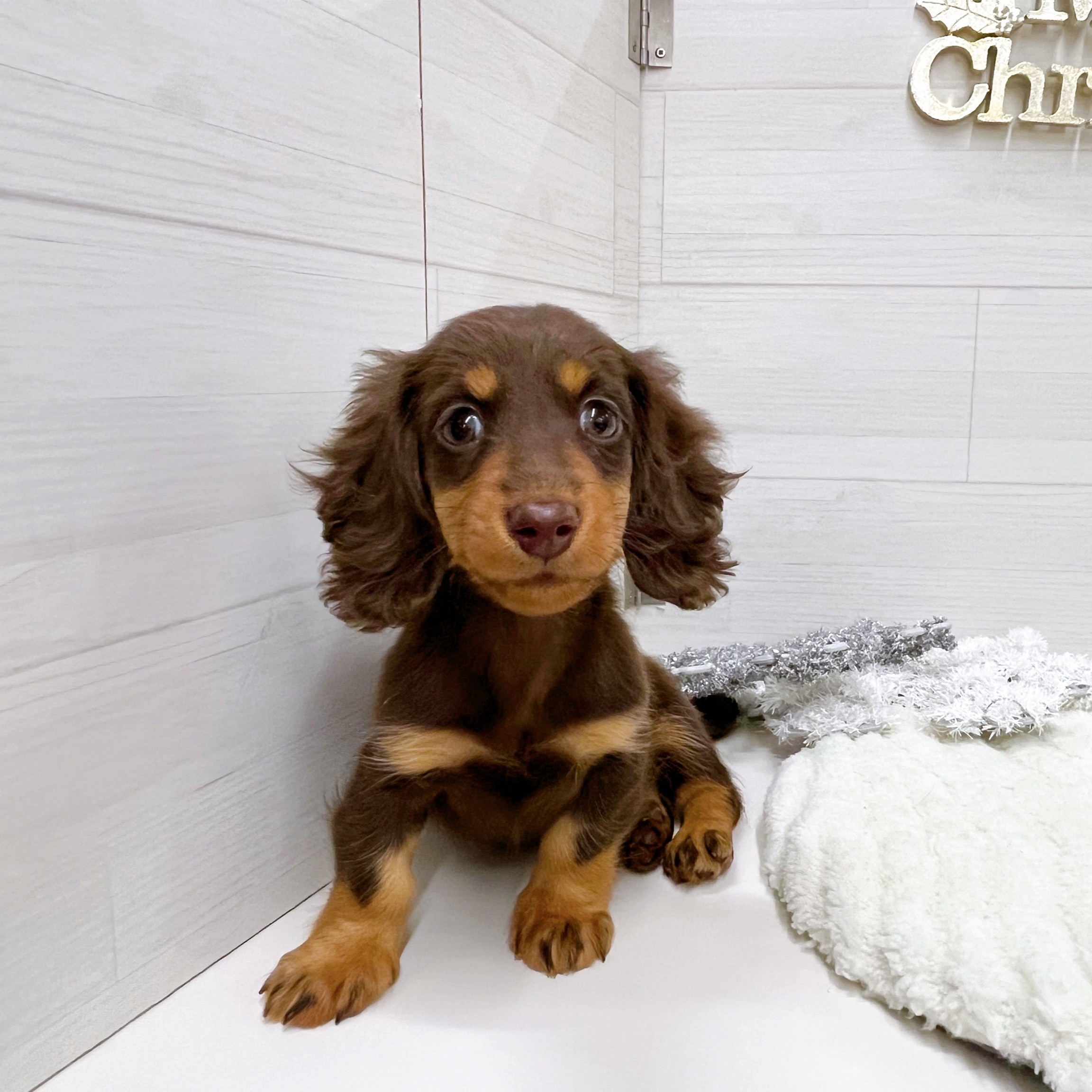 石川県のミニチュアダックスフンド(ロング) (犬の家＆猫の里アミーゴ金沢おこばた店/2025年9月26日生まれ/女の子/チョコレートタン)の子犬の1枚目の画像