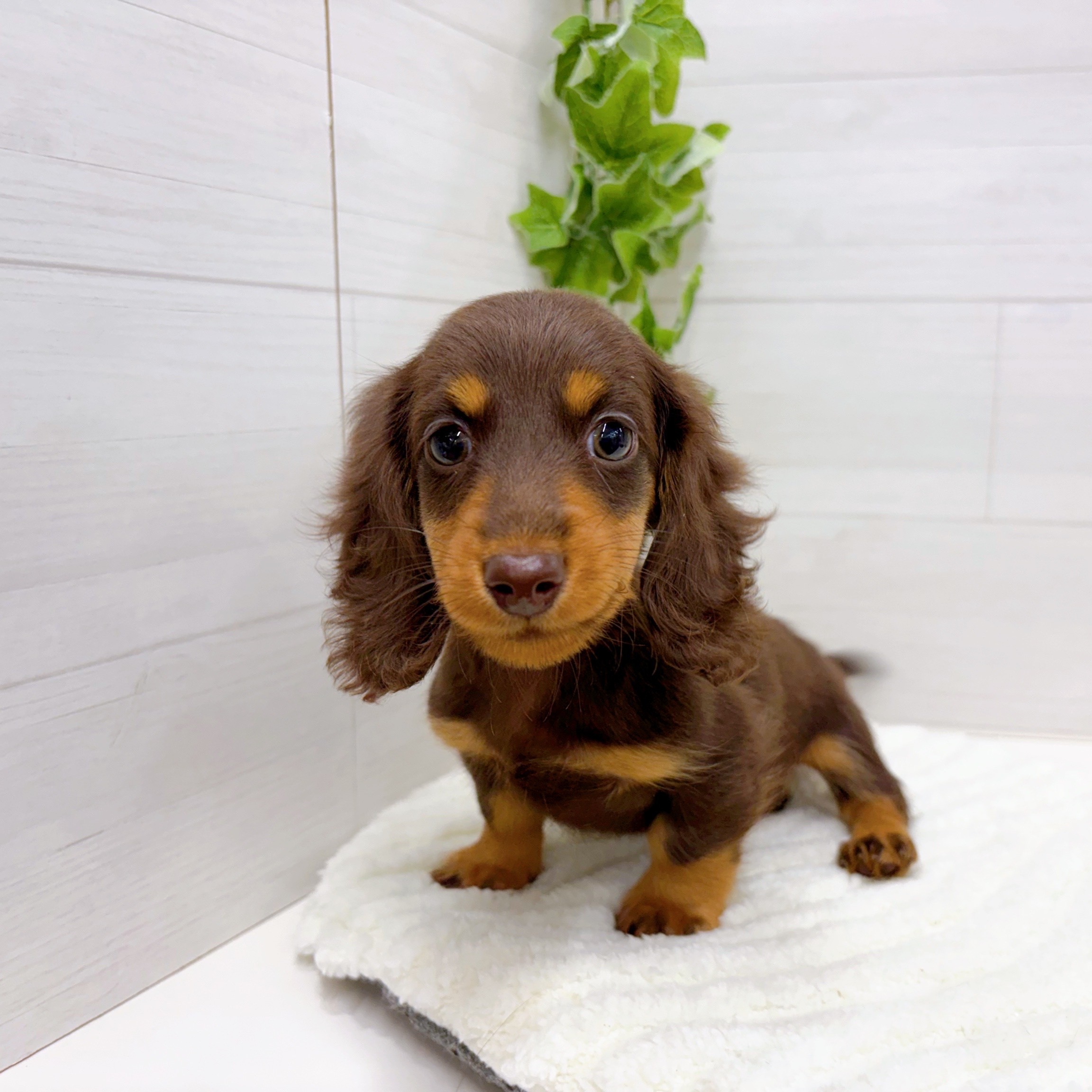 イエロー(黄系)のミニチュアダックスの子犬一覧 | ペットショップ 犬の