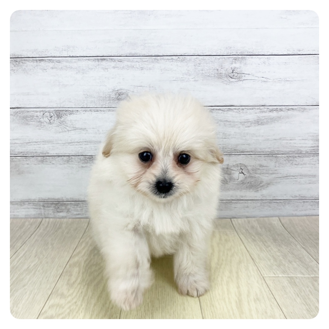 愛知県のポメプー(ポメラニアン×プードル) (犬の家＆猫の里豊川インター店/2025年9月28日生まれ/男の子/クリームホワイト)の子犬の2枚目の画像