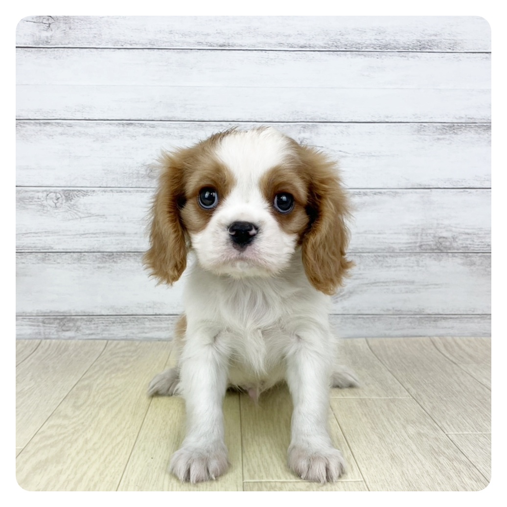 岐阜県のキャバリアキングチャールズスパニエル (犬の家＆猫の里岐南店/2025年9月27日生まれ/男の子/ブレンハイム)の子犬の2枚目の画像