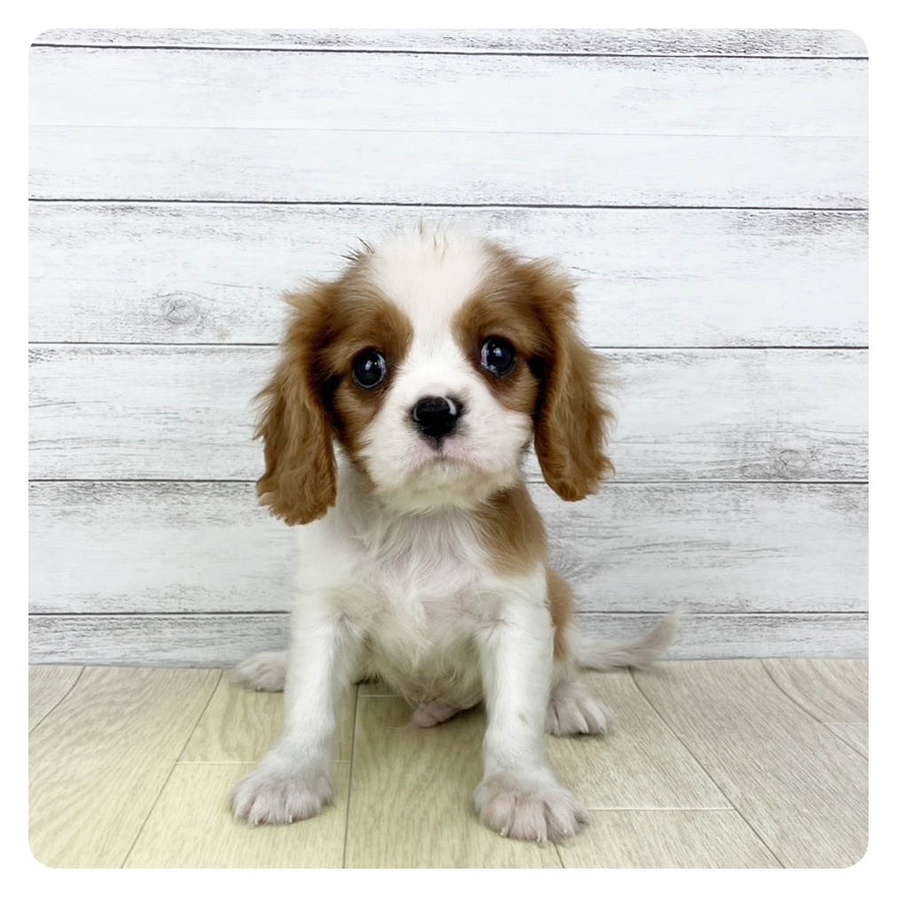 岐阜県のキャバリアキングチャールズスパニエル (犬の家＆猫の里カラフルタウン岐阜店/2025年9月27日生まれ/男の子/ブレンハイム)の子犬の3枚目の画像