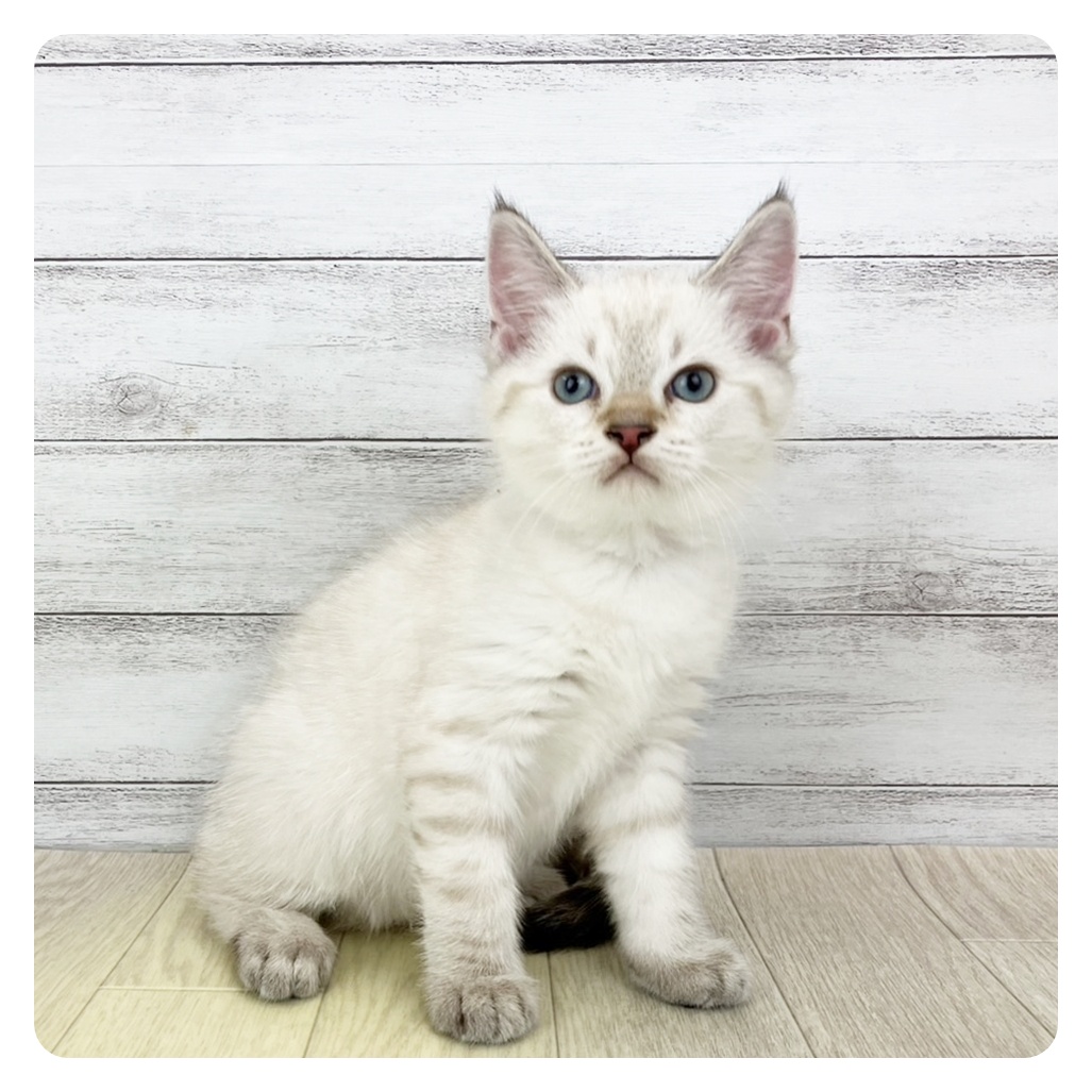 滋賀県のマンチカン (犬の家＆猫の里長浜店/2025年9月23日生まれ/男の子/ライラックリンクスポイント)の子猫