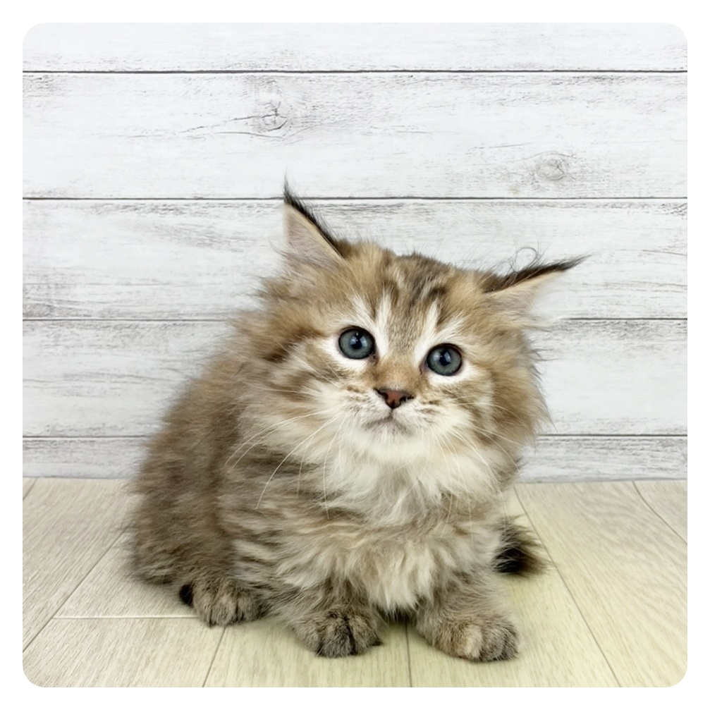 福井県のマンチカン (犬の家＆猫の里アミーゴ福井店/2025年9月23日生まれ/女の子/ブラウンパッチドタビー)の子猫