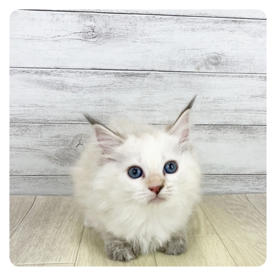 石川県のマンチカン (犬の家＆猫の里アミーゴ金沢おこばた店/2025年9月23日生まれ/女の子/ライラッククリームリンクスポイント)の子猫