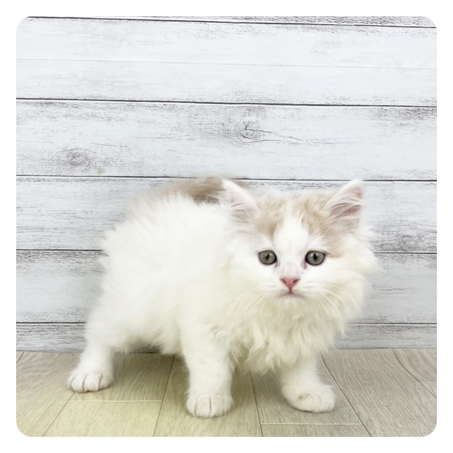 静岡県のスコティッシュフォールド (犬の家＆猫の里MEGAドン・キホーテ袋井店/2025年9月25日生まれ/男の子/クリームタビーホワイト)の子猫の2枚目の画像