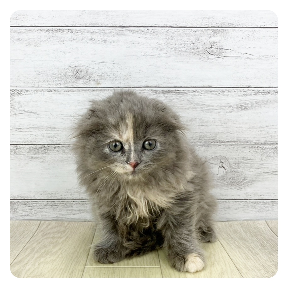 神奈川県のスコティッシュフォールド (犬の家＆猫の里元住吉ブレーメン通り店/2025年9月25日生まれ/女の子/ブルーパッチドタビー)の子猫