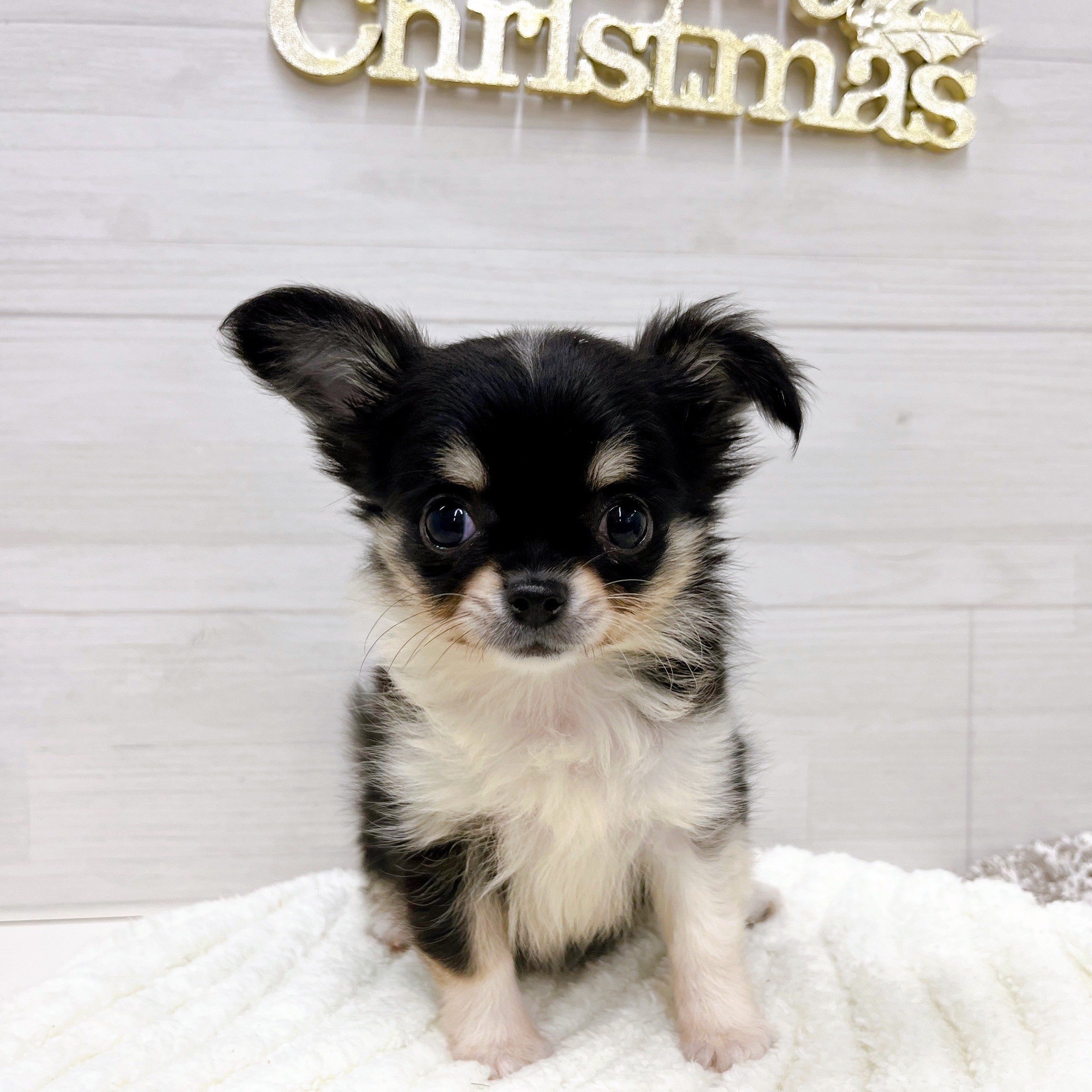 石川県のチワワ(ロング) (犬の家＆猫の里アミーゴ金沢おこばた店/2025年9月25日生まれ/女の子/ブラッククリームホワイト)の子犬の1枚目の画像