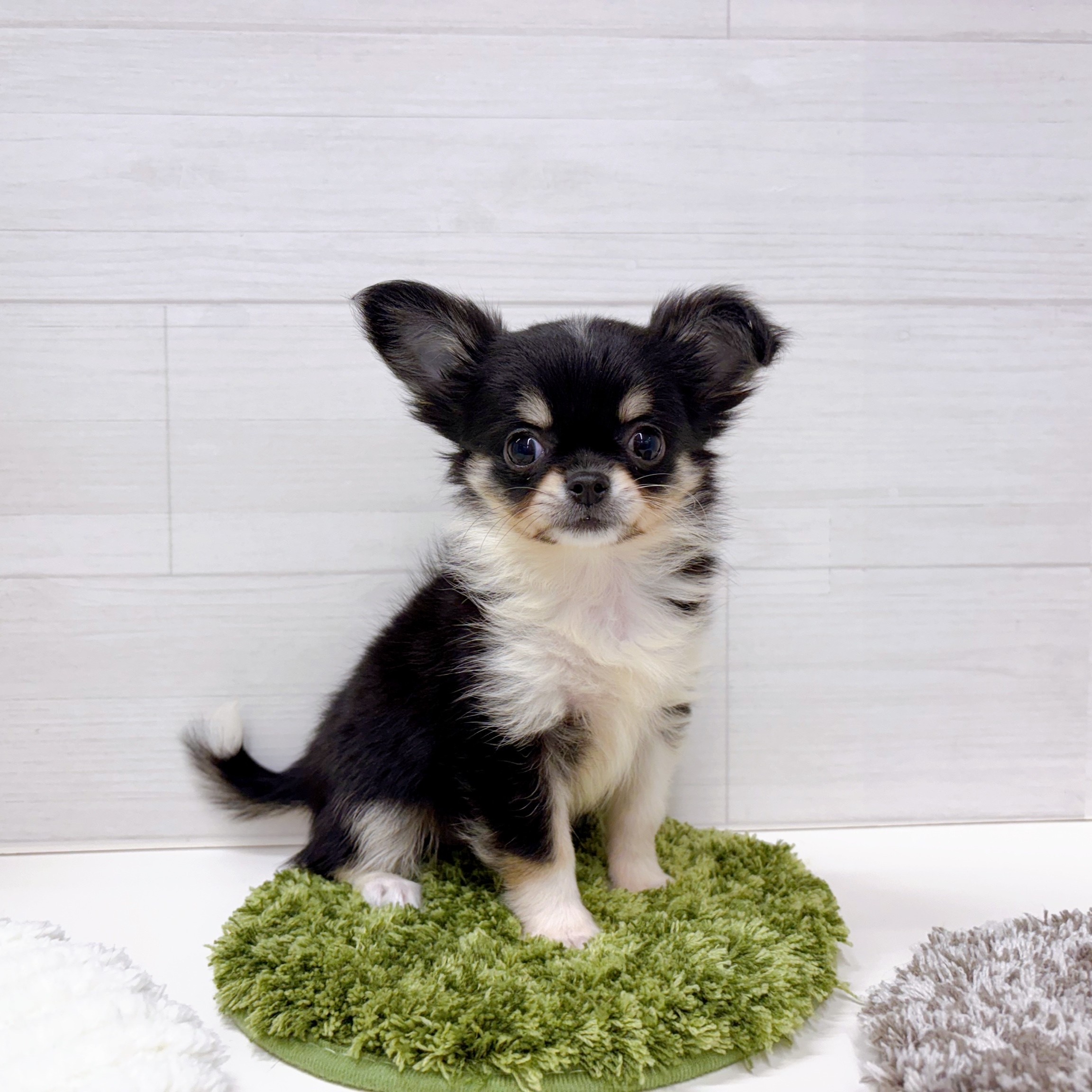 チワワ（ロング）女の子の写真