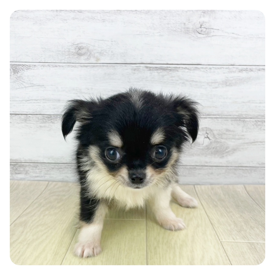 石川県のチワワ(ロング) (犬の家＆猫の里アミーゴ金沢おこばた店/2025年9月25日生まれ/女の子/ブラッククリームホワイト)の子犬