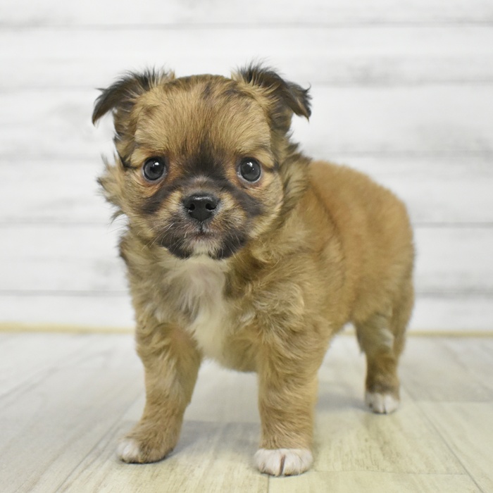 静岡県のチワワ(ロング) (犬の家＆猫の里プレ葉ウォーク浜北店/2025年9月29日生まれ/男の子/レッドホワイト)の子犬