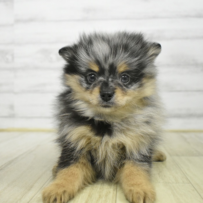 神奈川県のポメラニアン (犬の家＆猫の里モザイクモール港北店/2025年9月29日生まれ/男の子/ブルーマールタン)の子犬
