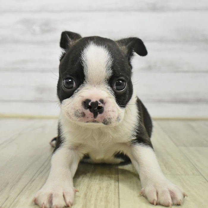 長野県のボストンテリア (犬の家＆猫の里長野店/2025年9月29日生まれ/男の子/ボストンカラー)の子犬の3枚目の画像