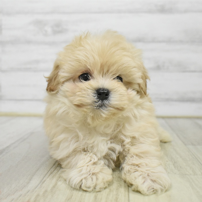 ハーフ犬女の子の写真
