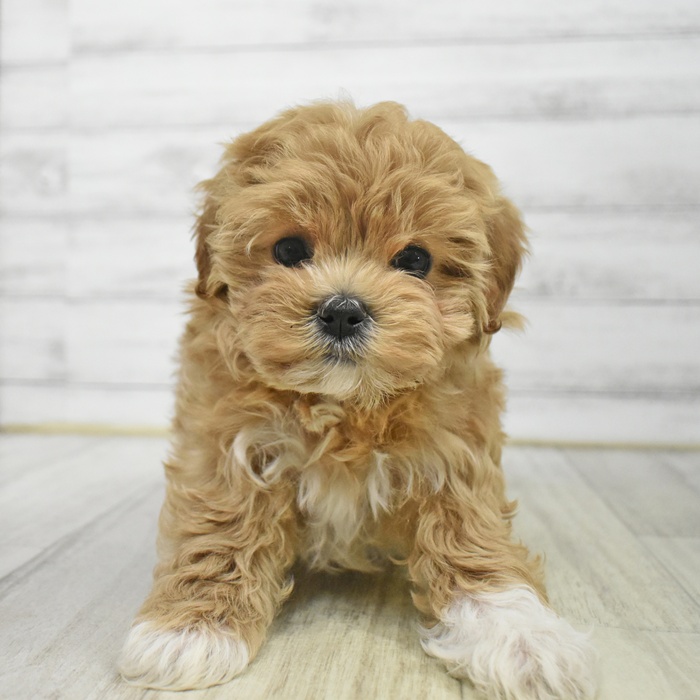 愛知県のマルプー(マルチーズ×プードル) (犬の家＆猫の里豊川インター店/2025年9月29日生まれ/女の子/アプリコットホワイト)の子犬