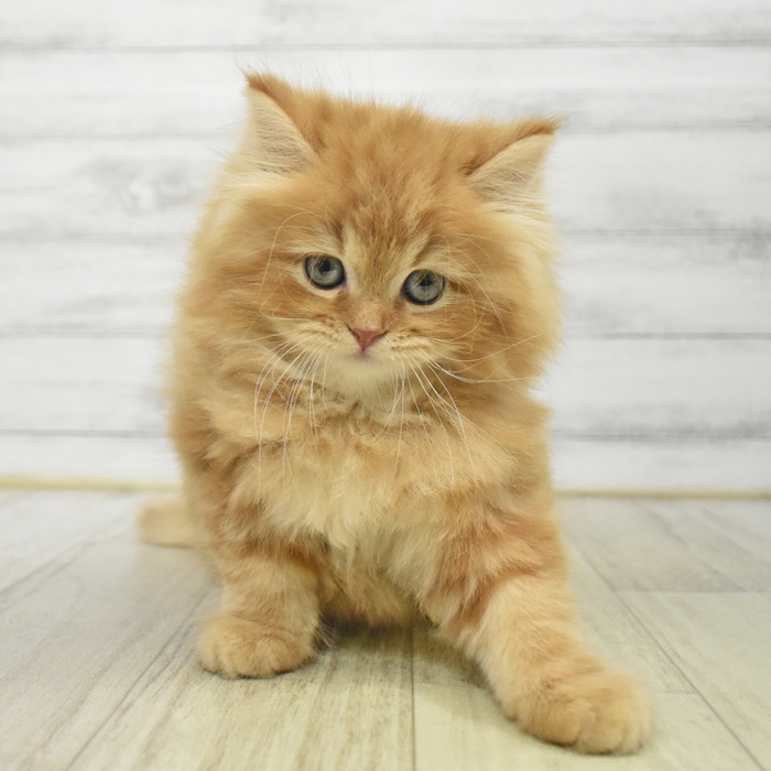 長野県のサイベリアン (犬の家＆猫の里長野店/2025年9月26日生まれ/男の子/レッドタビー)の子猫の3枚目の画像