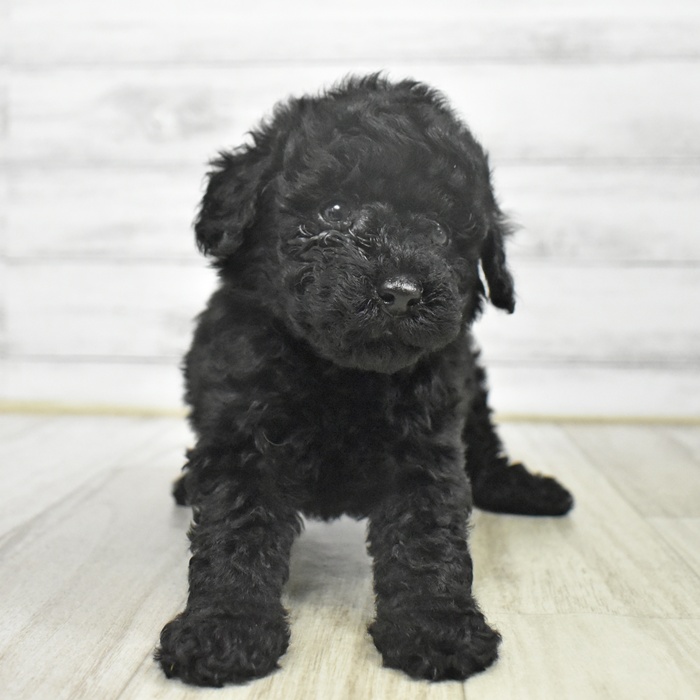 愛知県のトイプードル(トイ) (犬の家＆猫の里豊川インター店/2025年9月23日生まれ/男の子/ブラック)の子犬