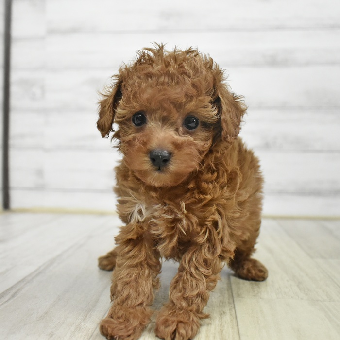 三重県のトイプードル(タイニー) (犬の家＆猫の里三重桑名店/2025年9月28日生まれ/女の子/レッドフォーン)の子犬