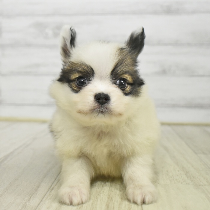 静岡県のパピヨン (犬の家＆猫の里プレ葉ウォーク浜北店/2025年9月29日生まれ/男の子/ホワイトブラウン)の子犬