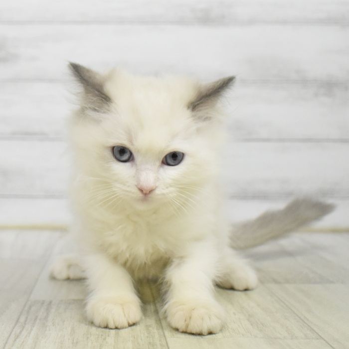 千葉県のラグドール (犬の家＆猫の里ワンズモール稲毛店/2025年9月24日生まれ/男の子/ブルーポイントバイカラー)の子猫