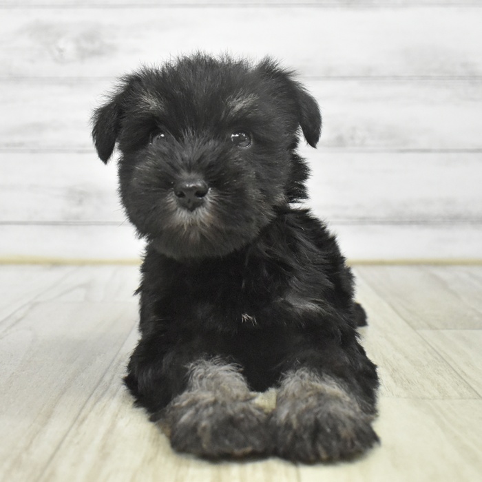 愛知県のミニチュアシュナウザー (犬の家＆猫の里豊川インター店/2025年9月28日生まれ/女の子/ブラックシルバー)の子犬