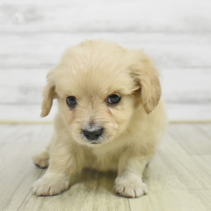 福岡県のチワックス(チワワ×ダックス) (犬の家＆猫の里シュロアモール筑紫野店/2025年9月30日生まれ/男の子/イエロー)の子犬