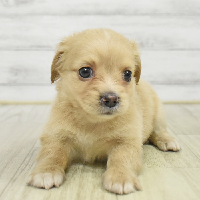 神奈川県のチワックス(チワワ×ダックス) (犬の家＆猫の里小田原店/2025年9月30日生まれ/女の子/イエロー)の子犬の2枚目の画像