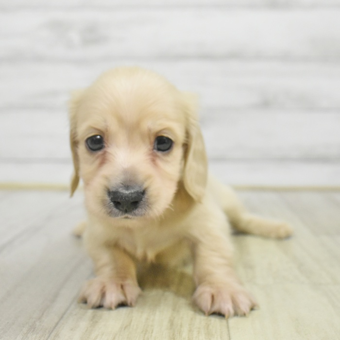 静岡県のミニチュアダックスフンド(ロング) (犬の家＆猫の里MEGAドン・キホーテ袋井店/2025年9月30日生まれ/男の子/イエロー)の子犬の3枚目の画像